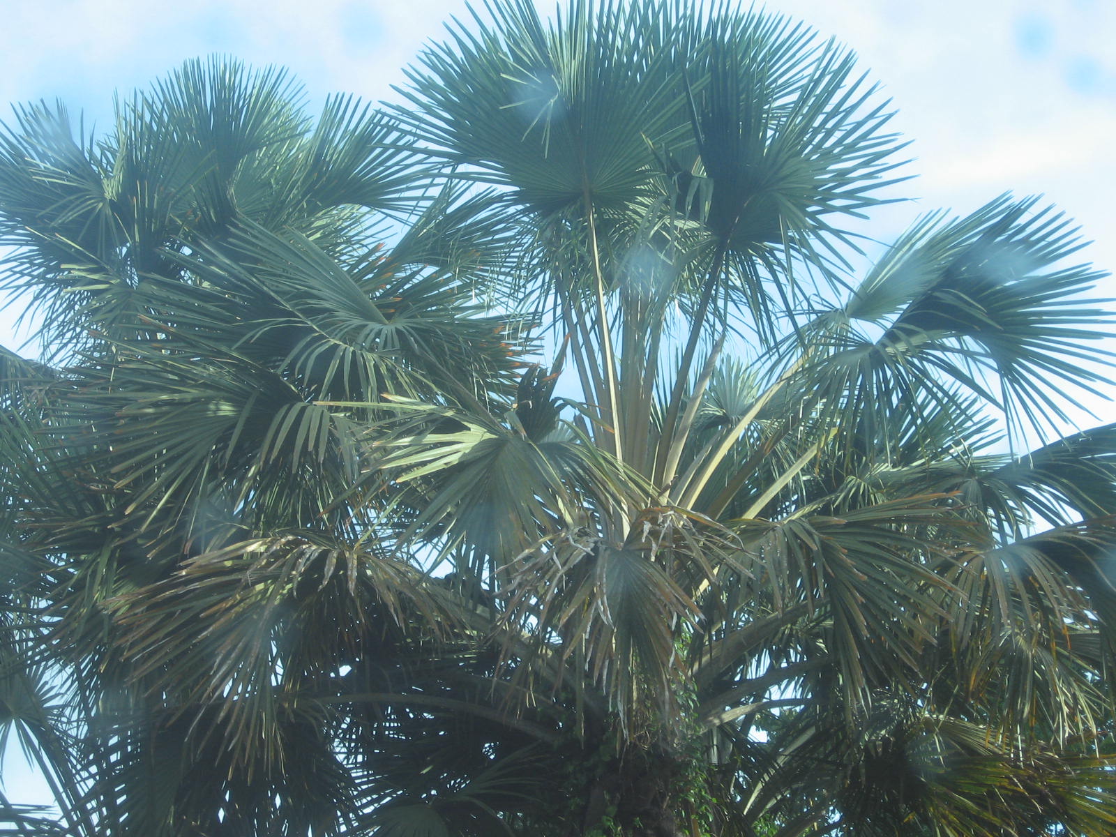 Buri Products: Buri Tree